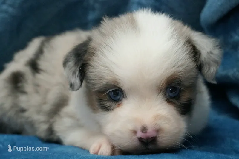 Calie – Toy Australian Shepherd puppy for sale in Elkland, MO