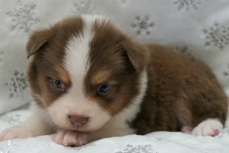 Carter – Toy Australian Shepherd puppy for sale in Elkland, MO