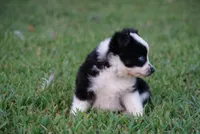 Murph , a male Toy Australian Shepherd for sale in Elkland, MO – 3 of 4