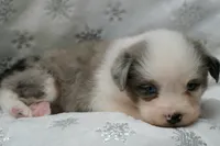 Case, a male Toy Australian Shepherd for sale in Elkland, MO – 2 of 4