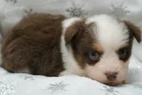 Chery , a female Toy Australian Shepherd for sale in Elkland, MO – 1 of 5