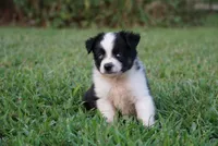 Mater, a male Toy Australian Shepherd for sale in Elkland, MO – 3 of 4