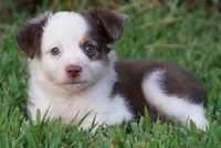 Macey, a female Toy Australian Shepherd for sale in Elkland, MO – 2 of 4