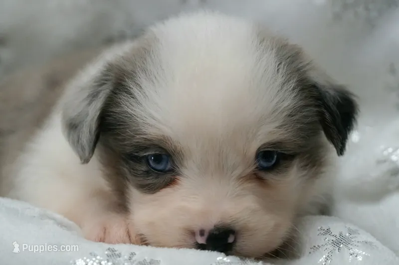 Case – Toy Australian Shepherd puppy for sale in Elkland, MO