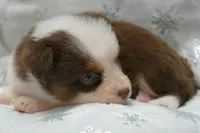 Chery , a female Toy Australian Shepherd for sale in Elkland, MO – 5 of 5