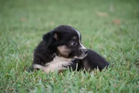 Mandy, a female Toy Australian Shepherd for sale in Elkland, MO – 4 of 4