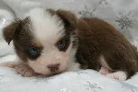 Chery , a female Toy Australian Shepherd for sale in Elkland, MO – 2 of 5
