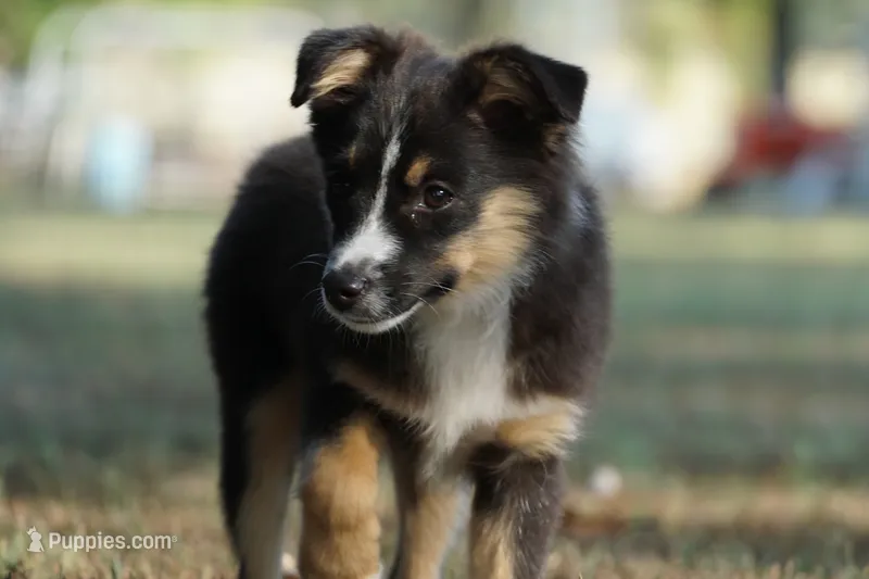 Mandy – Toy Australian Shepherd puppy for sale in Elkland, MO