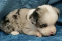 Calie, a female Toy Australian Shepherd for sale in Elkland, MO – 3 of 5