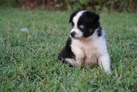 Mater, a male Toy Australian Shepherd for sale in Elkland, MO – 4 of 4