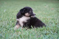 Mandy, a female Toy Australian Shepherd for sale in Elkland, MO – 2 of 4