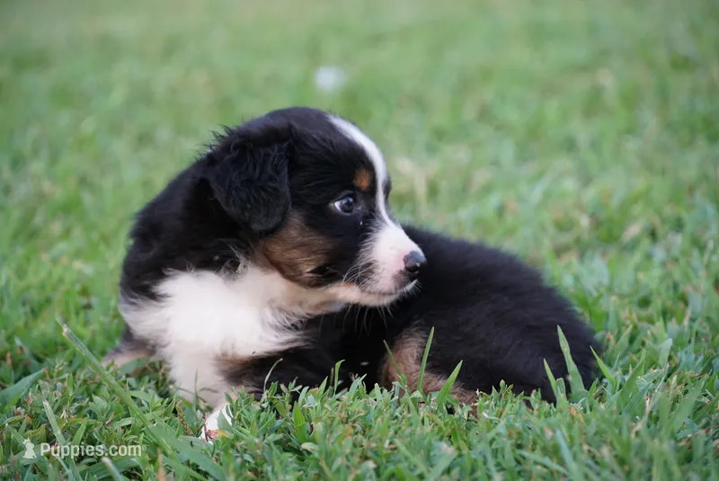 Max – Toy Australian Shepherd puppy for sale in Elkland, MO