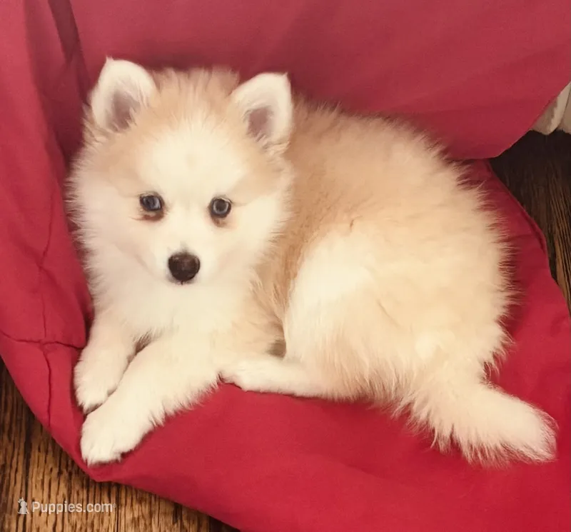 Andy – Pomsky puppy for sale in Richford, NY