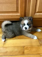 Buzz, a male Pomsky for sale in Ithaca, NY – 2 of 7