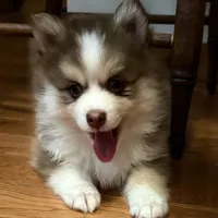 Lavender Lou-Lou, a female Pomsky for sale in Ithaca, NY – 6 of 8