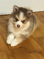 Lavender Lou-Lou, a female Pomsky for sale in Ithaca, NY – 4 of 8