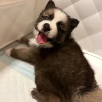 Buzz, a male Pomsky for sale in Ithaca, NY – 4 of 7