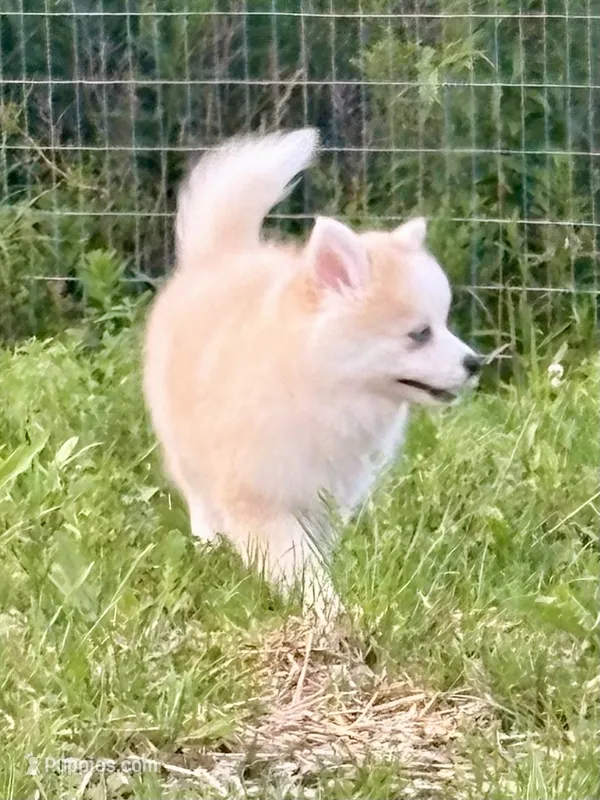 Andy – Pomsky puppy for sale in Richford, NY