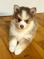 Lavender Lou-Lou, a female Pomsky for sale in Ithaca, NY – 8 of 8