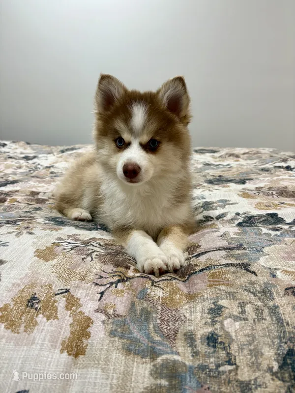 Cowgirl – Pomsky puppy for sale in Richford, NY