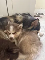 Lavender Lou-Lou, a female Pomsky for sale in Ithaca, NY – 7 of 8