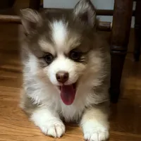 Lavender Lou-Lou, a female Pomsky for sale in Ithaca, NY – 3 of 8