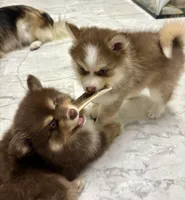 Lavender Lou-Lou, a female Pomsky for sale in Ithaca, NY – 5 of 8