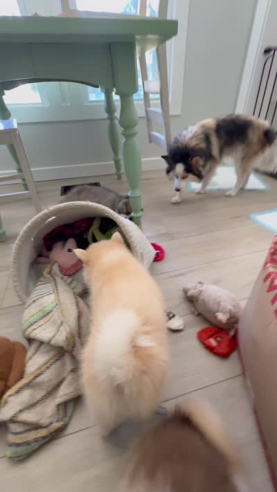 Andy, a male Pomsky for sale in Richford, NY – 2 of 10