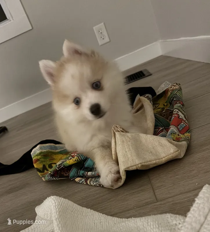 Andy – Pomsky puppy for sale in Ithaca, NY