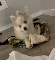Andy, a male Pomsky for sale in Richford, NY – 5 of 10