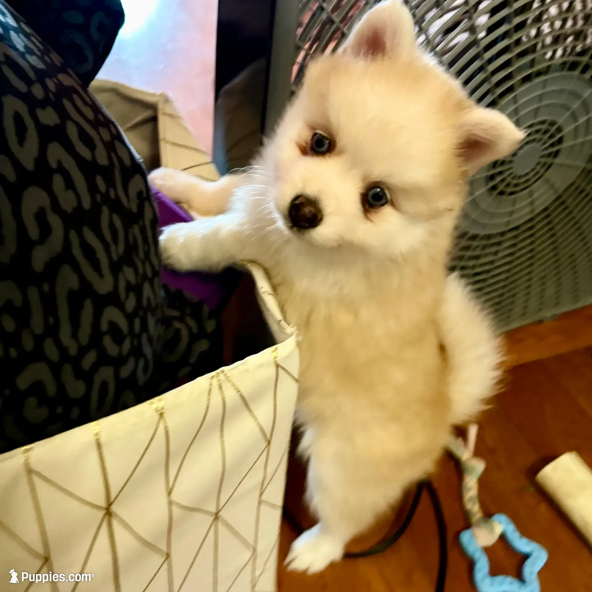 Andy, a male Pomsky for sale in Ithaca, NY – 6 of 9
