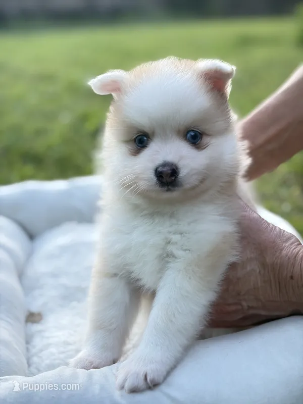 Andy – Pomsky puppy for sale in Ithaca, NY