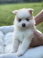 Andy, a male Pomsky for sale in Ithaca, NY – 1 of 9