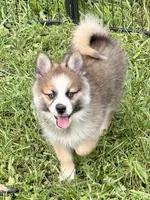 Buzz, a male Pomsky for sale in Richford, NY – 1 of 10