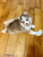 Lavender Lou-Lou, a female Pomsky for sale in Ithaca, NY – 2 of 8