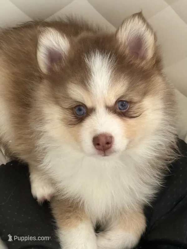 Lavender Lou-Lou – Pomsky puppy for sale in Ithaca, NY