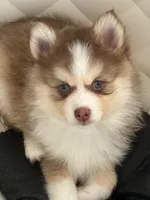 Lavender Lou-Lou, a female Pomsky for sale in Ithaca, NY – 1 of 8
