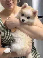 Andy, a male Pomsky for sale in Ithaca, NY – 9 of 9