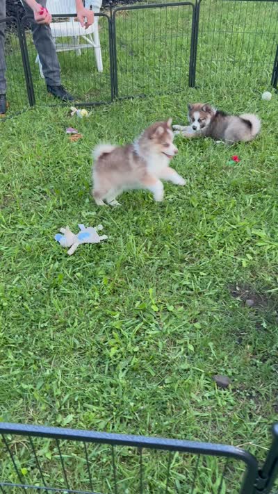 Cowgirl, a female Pomsky for sale in Richford, NY – 3 of 10