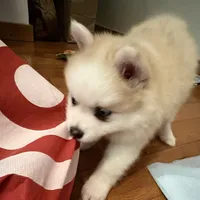 Andy, a male Pomsky for sale in Ithaca, NY – 8 of 9