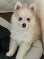 Andy, a male Pomsky for sale in Ithaca, NY – 3 of 9
