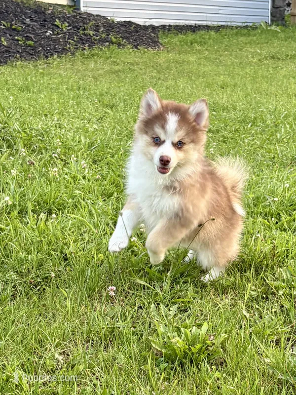 Cowgirl – Pomsky puppy for sale in Richford, NY