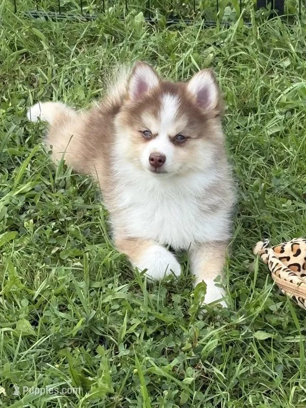 Cowgirl – Pomsky puppy for sale in Richford, NY