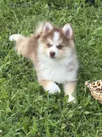 Cowgirl, a female Pomsky for sale in Richford, NY – 1 of 10