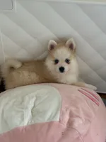 Andy, a male Pomsky for sale in Ithaca, NY – 6 of 9