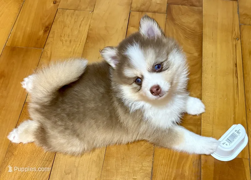 Lavender Lou-Lou – Pomsky puppy for sale in Ithaca, NY