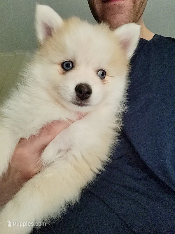 Andy – Pomsky puppy for sale in Richford, NY