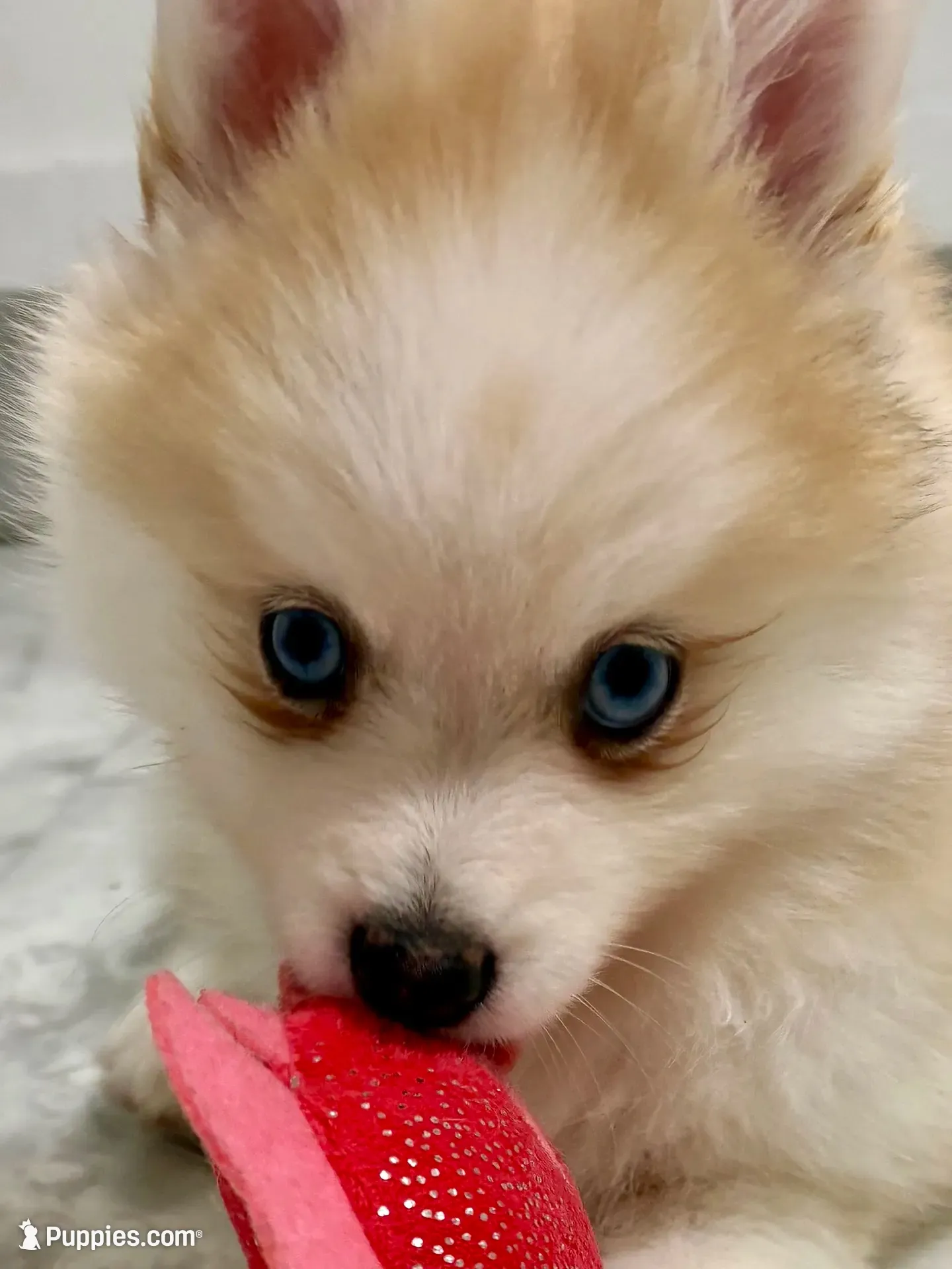 Andy, a male Pomsky for sale in Richford, NY – 6 of 10