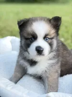 Buzz, a male Pomsky for sale in Ithaca, NY – 3 of 7