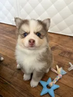 Lavender Lou-Lou, a female Pomsky for sale in Ithaca, NY – 7 of 8